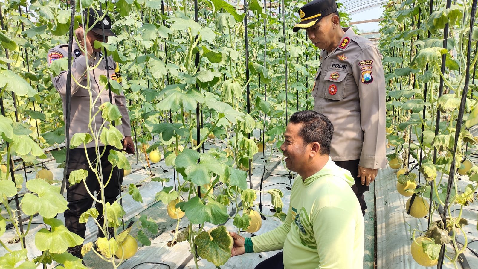 Budidaya Melon ala Green House Jadi Inspirasi, Kapolsek Warujayeng Beri Dukungan