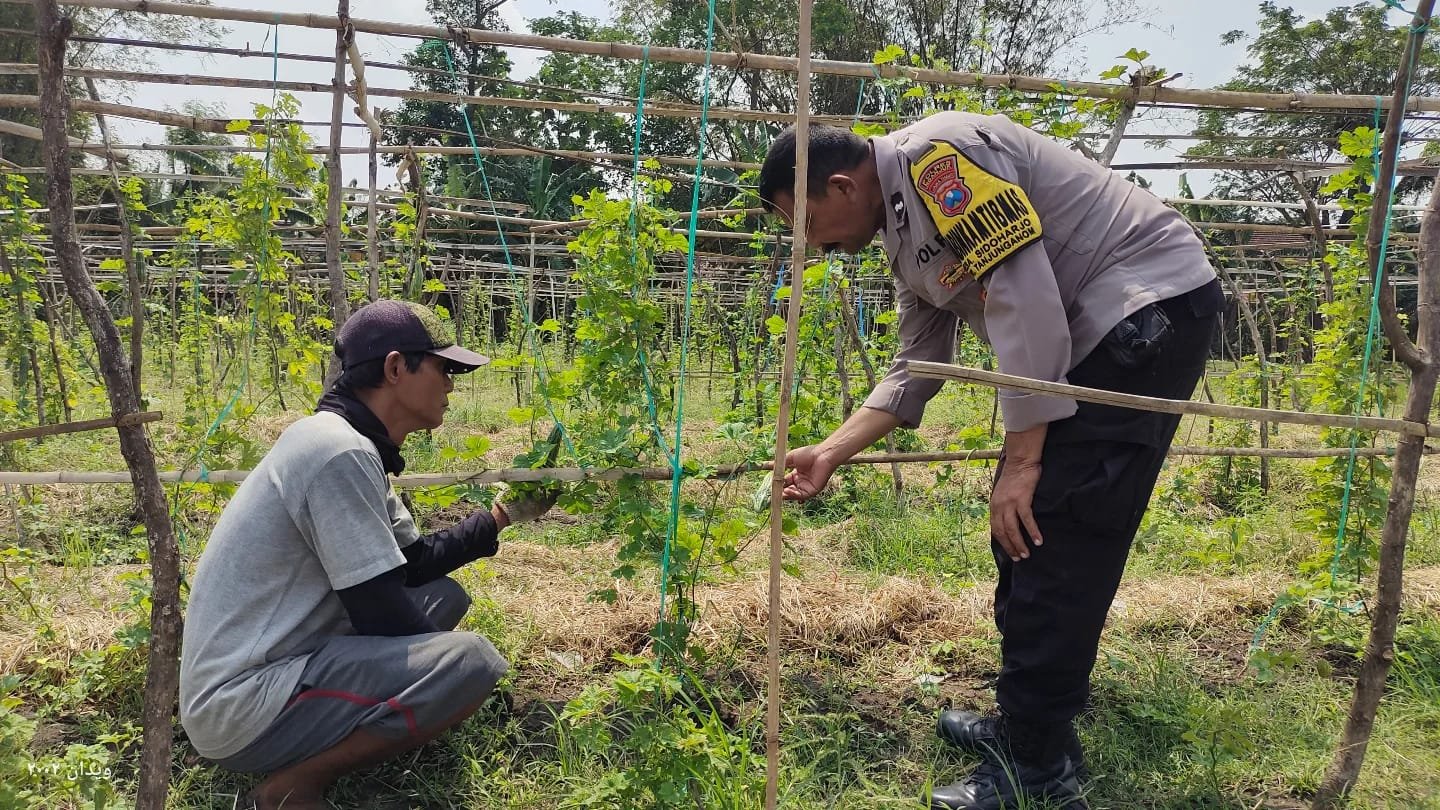 Pemanfaatan Lahan Pekarangan di Desa Sidoharjo Dukung Program Ketahanan Pangan